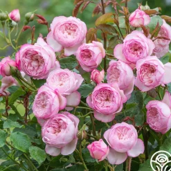 The Mill on the Floss>Heirloom Roses Sale