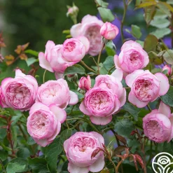 The Mill on the Floss>Heirloom Roses Sale