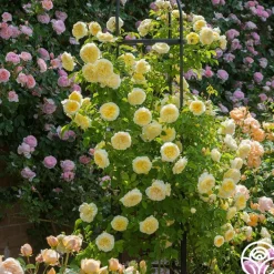 The Pilgrim®>Heirloom Roses Hot
