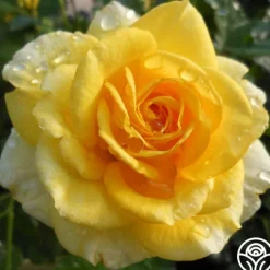 The Poet™>Heirloom Roses Best