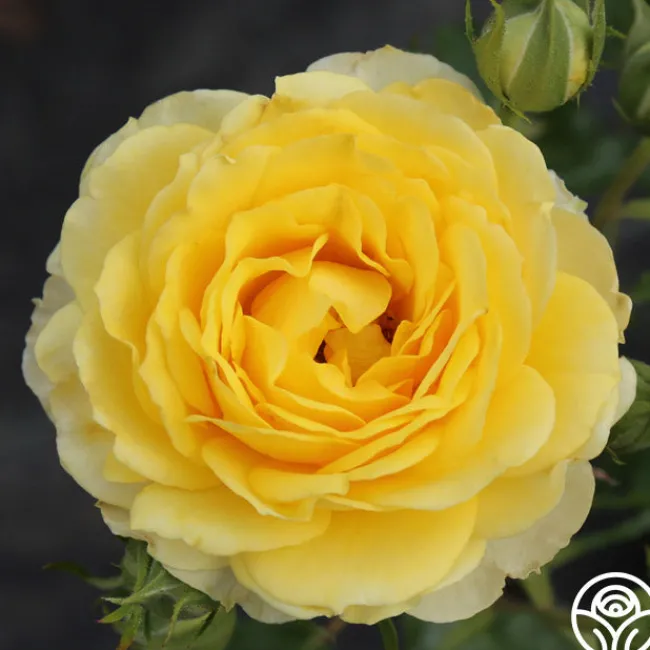 The Poet™>Heirloom Roses Best