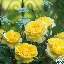 The Poet's Wife>Heirloom Roses Clearance