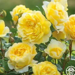 The Poet's Wife>Heirloom Roses Clearance