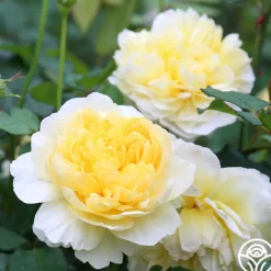 The Poet's Wife><noscript><img width=