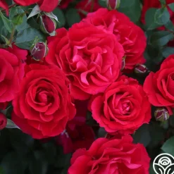 The Prince's Trust™><noscript><img width=