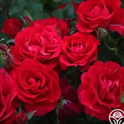 The Prince's Trust™><noscript><img width=