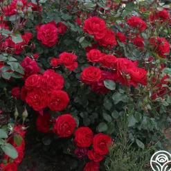 The Prince's Trust™><noscript><img width=