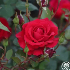 The Prince's Trust™><noscript><img width=