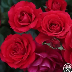The Prince's Trust™><noscript><img width=