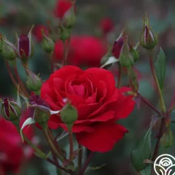 The Prince's Trust™><noscript><img width=