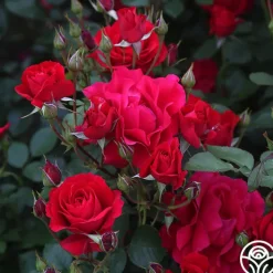 The Prince's Trust™><noscript><img width=