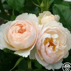The Shepherdess™>Heirloom Roses Online