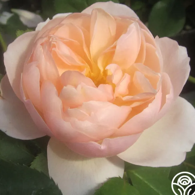 The Shepherdess™>Heirloom Roses Online