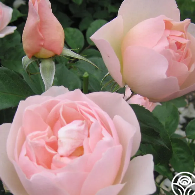 The Shepherdess™>Heirloom Roses Online
