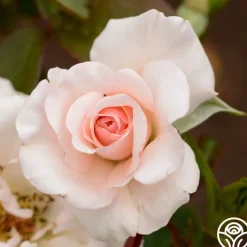 The Soham Rose™>Heirloom Roses Sale