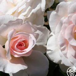The Soham Rose™><noscript><img width=