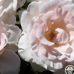 The Soham Rose™><noscript><img width=