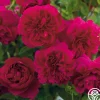 Thomas à Becket®>Heirloom Roses