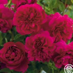 Thomas à Becket®>Heirloom Roses