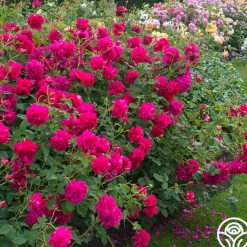 Thomas à Becket®>Heirloom Roses