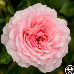 Thornbury Castle™>Heirloom Roses Online