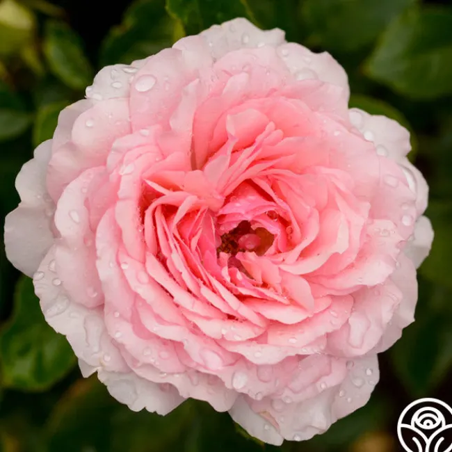 Thornbury Castle™>Heirloom Roses Online