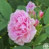 Thérèse Bugnet>Heirloom Roses Online