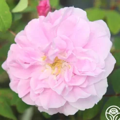 Thérèse Bugnet>Heirloom Roses Online