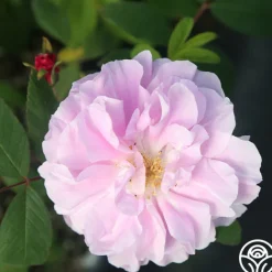 Thérèse Bugnet><noscript><img width=