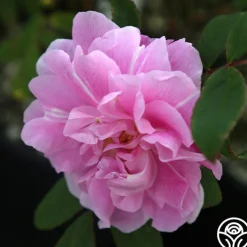 Thérèse Bugnet><noscript><img width=