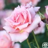 Tiffany>Heirloom Roses