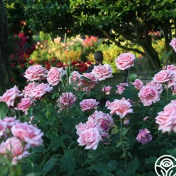Tiffany>Heirloom Roses