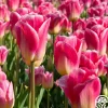 Tom Pouce>Heirloom Roses Outlet