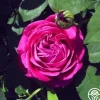 Tom Wood>Heirloom Roses Hot