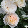 Top Cream™>Heirloom Roses Hot