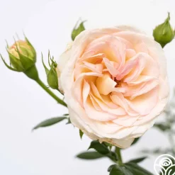 Top Cream™><noscript><img width=
