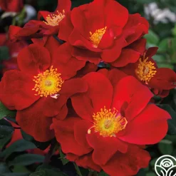 Top Gun>Heirloom Roses Outlet