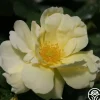 Topaz Jewel>Heirloom Roses Sale