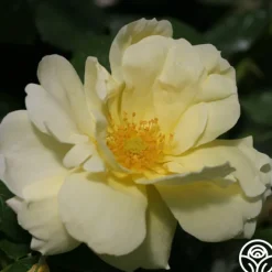 Topaz Jewel>Heirloom Roses Sale