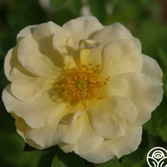 Topaz Jewel>Heirloom Roses Sale