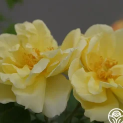Topaz Jewel><noscript><img width=