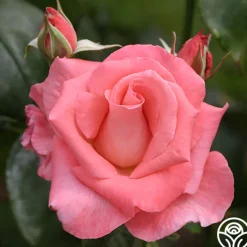 Touch of Class™>Heirloom Roses