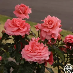 Touch of Class™><noscript><img width=