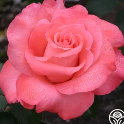 Touch of Class™><noscript><img width=