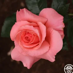 Touch of Class™><noscript><img width=