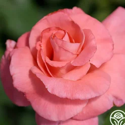 Touch of Class™><noscript><img width=