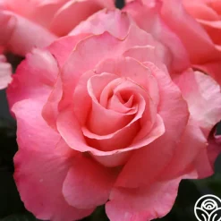 Touch of Class™><noscript><img width=