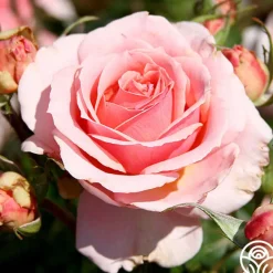 Tournament of Roses>Heirloom Roses Online