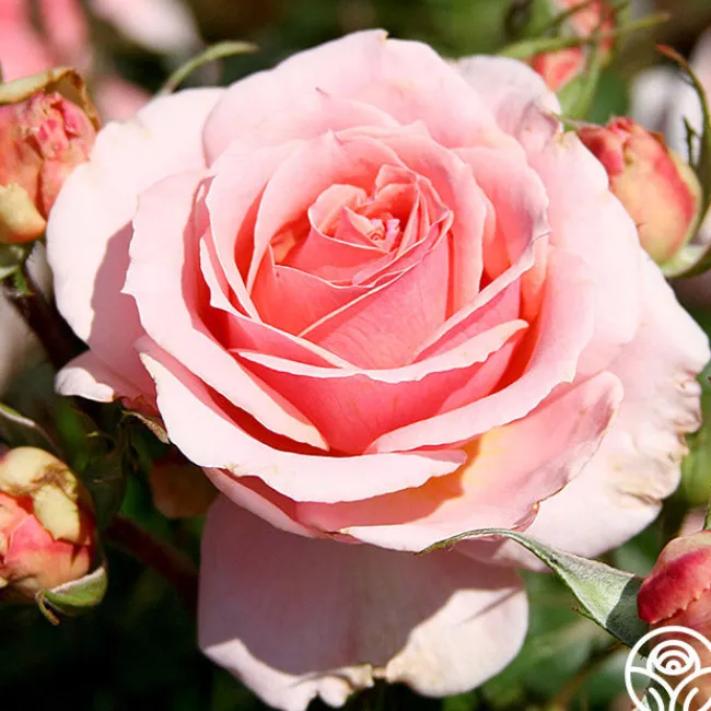 Tournament of Roses>Heirloom Roses Online