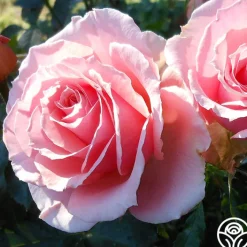 Tournament of Roses>Heirloom Roses Online
